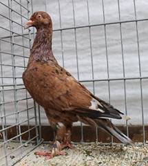 Braunstipper Falke IMG_6608 klein.jpg