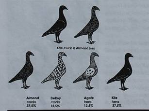 Almondkr Kite Almond IMG_6696 klein.jpg