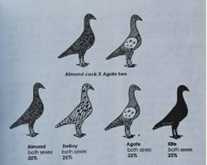 Almond Agate IMG_6692 klein.jpg