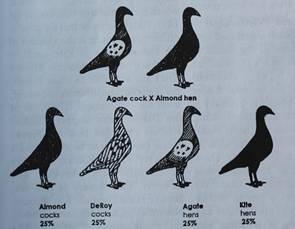 Almondkr Agate Almond  IMG_6692 klein.jpg