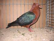 Kupferschwarz klein