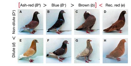 Epistatic photos.JPG