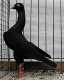 Stargarder schwarz.jpg