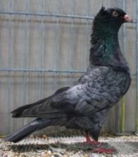 Pommersche Schaukappe platin w.jpg