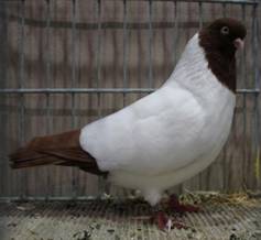 Noennchen rot.jpg