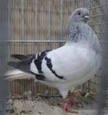 Hamburger Weissschwanz blau.jpg