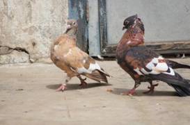 Tule and Kale Guldaar Kabri 73771_4994905284724_1119713617_n