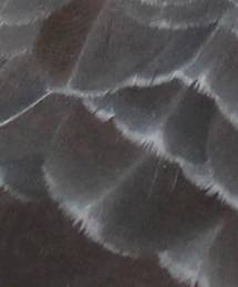 T-pattern IMG_4666.jpg