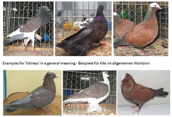 Kitiness in a general sense.JPG