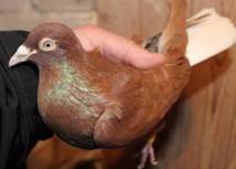 Magdeburger-web-IMG_0117.jpg