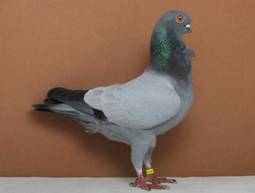 34011 Ital M�vch blau o Binden 1,0j V97 klein.jpg