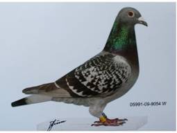 Siegerin von Sattledt 604 km 5337 Tauben.JPG