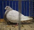 IMG_4350 Jiennense als faded rot 1,0 684.jpg
