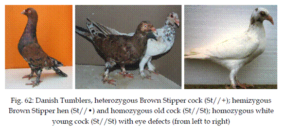 Braunstipper.png